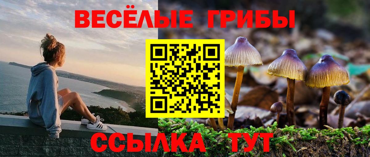 Псилоцибиновые грибы Psilocybe  Кинель 